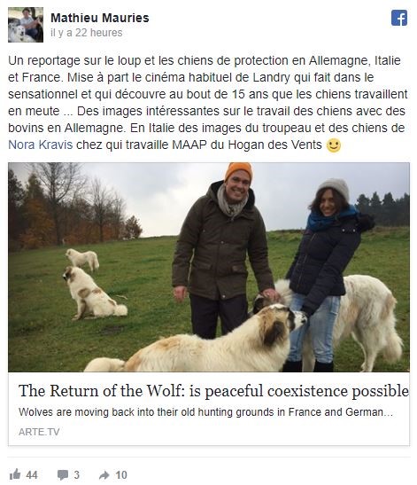 Un reportage sur le loup et les chiens de protection en Allemagne, en Italie et en France