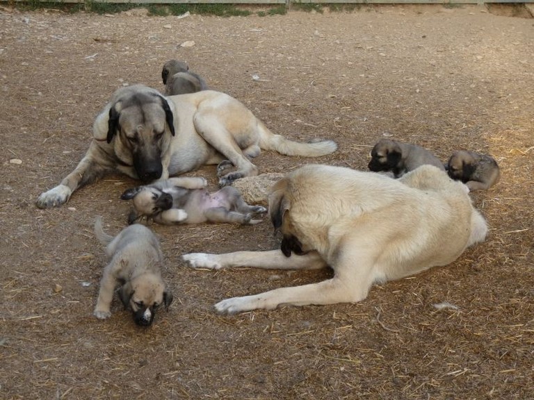Kangal (Berger d'Anatolie) Kangal (Berger d'Anatolie)